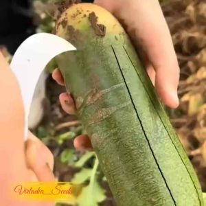 [Virladia Seeds] 250 Biji Benih Lobak Panjang Hijau