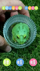 GRADE A BLUE 雷电角蛙/宠物角蛙 High Grade Radiant Blue Pacman/Horned Frog/Live Frog