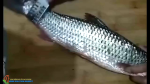 Pisau Untuk Bersihkan Sisik Ikan / Pisau Pengupas Sisik Ikan / Fish Skin Scraper - FKW30