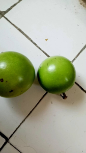 Terlaris Jual Buah Maja atau Berenuk Harga Murah Kualitas Terbaik 1pcs