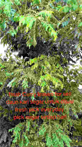 Organic Grade Curry Leaf/ Leaves / Curry Leaves Powder 咖喱叶/ 咖喱叶粉 Daun Kari (Everyday Fresh Pick) 20gm