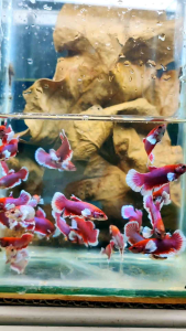 HMPK  SALAMANDER DUMBO 萨拉曼特打架鱼BETTA FISH/MALE&FEMALE&PAIR/3MTH+- SIZE S-M/RANDOMPICk