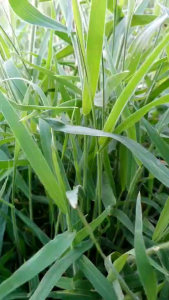 คลิกเพื่อเข้าชมหน้าเว็บไซต์ของร้านครัวไทยบ้าน