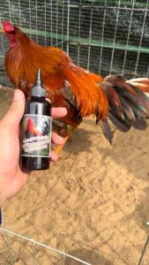 T97 mẫu mới Nuôi tổng hợp gà tơ và gà chế độ 100ml