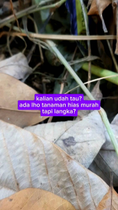 (GRATIS POT) Tanaman Hias Langka Homalomena Rubescens Red Batang Merah Kualitas Premium