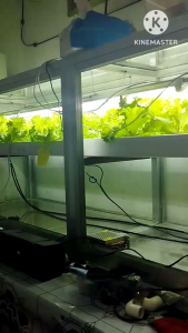 LED GROW LIGHTS T1200 DARK PINK 36 WATTS DOUBLE STRIP 4FT
