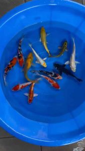 JAPAN KOI LOCAL BREED 6/7.5” HIGH GRADE 12pcs GOOD WEALTH COMBO at 1528 only + shipping 50 + MANY GIFTS