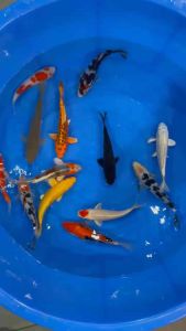 JAPAN KOI LOCAL BREED 6/7.5” HIGH GRADE 12pcs SUPER GOOD WEALTH COMBO at 1528 only + shipping 50 + MANY GIFTS