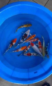 JAPAN KOI LOCAL BREED 6-8” HIGH GRADE 12pcs GOOD WEALTH COMBO at 1528 only + shipping 50 + MANY FREE GIFTS