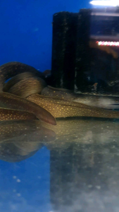 Freshwater Marble Moray Eel/Ornamental fish/Freshwater/Readystock