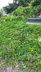 เมล็ดพันธ์ถั่วบราซิล 300เมล็ด ตกแต่งสวน ไม้ดอกไม้ประดับ ตกแต่งบ้านและสวน พืชคลุมดิน บำรุงดิน