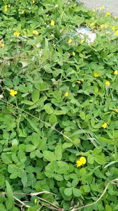 เมล็ดพันธุ์ถั่วบราซิล บรรจุ500 เมล็ด ตกแต่งสวน ตกแต่งสนามหญ้า ตกแต่งริมระเบียง