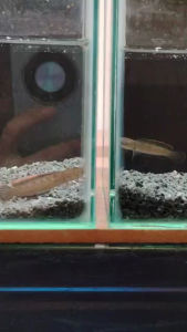 Channa Limbata Lawu 4-6cm 100% Cb quality （Pallet Trained）