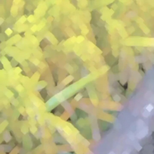 (5KG) Benih Padi CIHERANG SHOGUN bibit padi unggul dengan bulir terbsnyak