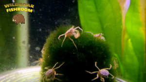 Thai Micro Crab | Limnopilos naiyanetri | Live animal