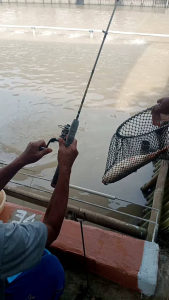 Essen ikan mas indukan