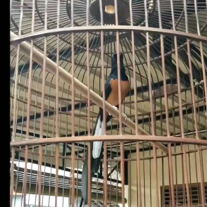 Kicau Gacor Murai. Pur Kicau. Sangkar Burung. Untuk Burung Murai Jalak Trucuk Cucak Ijo.