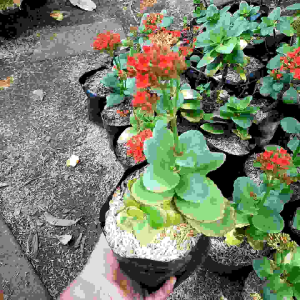 TANAMAN HIAS SOSOR BEBEK / TANAMAN COCOR BEBEK