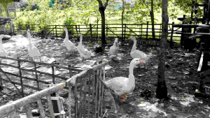 Telur Angsa Fresh: Makanan Sehat & Diet