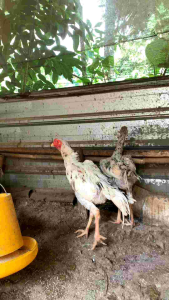 vitamin extra kalsium STRONG BONES untuk menguatkan tulangan memperbesar tulangan mencegah supaya ayam tidak mengalami masalah kelumpuhan menguatkan kuda-kuda ayam