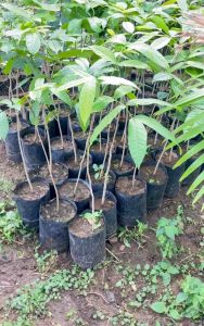 ต้นมะฮอกกานี(เพาะเมล็ด)สูงประมาณ 70 เซนติเมตร