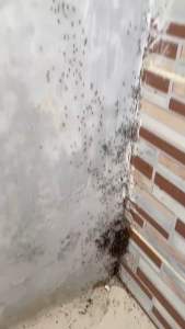 Spray Pembasmi Semut Rumah | Semut Tanaman | Semut Tanah | Semut Hitam | Semut Merah | 7 Kali Lebih Efektif Ampuh Basmi Semut | Pilihan Ukuran 100ml | 250ml