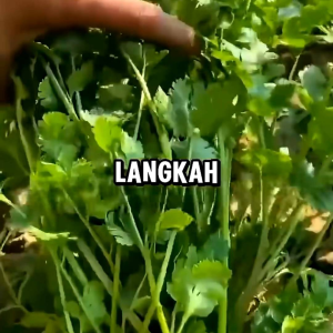 50 BIJI BENIH DAUN KETUMBAR/CORIANDER
