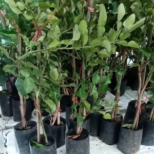 ชุด3ต้น มะกรูด มะนาวเป็นพิจิตร มะนาวทูลก้าวไร้เมล็ด