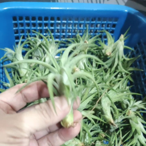 Dragon Green Tillandsia Ionantha Vanhyningii Plant 6cm