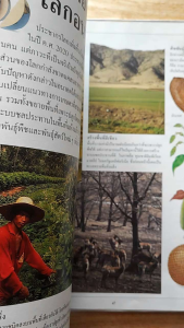 หนังสือเด็กรักลูก ชุดห้องสมุดแสนสนุก เรื่อง อาหารของเรา