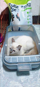 Cutie Zoe Cat Litter (10L) - Bentonite Cat Litter - Lemongrass - Lavender - Lemon