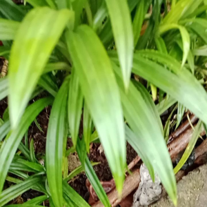 DAUN PANDAN WANGI TERIRIS HALUS 50 gram