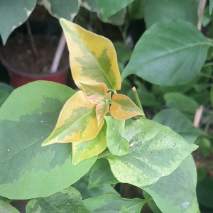 Rare Imported Bougainvillea Rooted below 1 Ft height