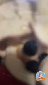 สลัดผลไม้รวม ขนมสำหรับสัตว์ฟันแทะ กระต่าย นก แฮมเตอร์ แกสบี้