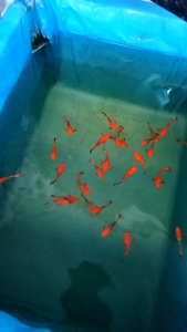 (孔雀鱼)越南🇻🇳红耳 1套3对 (Guppy) Vietnamese 🇻🇳 Red Ear 1 set of 3 pairs