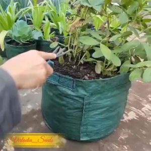 [Virladia Seeds] 40 Biji Benih tanaman Kacang Tanah Lurik