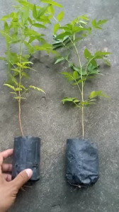 Combo 2 cây sầu đâu. 50k. ăn lá. dễ trồng.