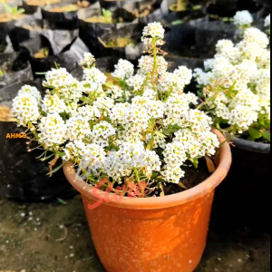 (-+1.000 butir) Benih tanaman bunga alyssum mix import [kemasan pabrik]