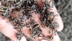 trà búp nõn 100%  tân cương trà thái nguyên 1kg