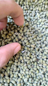 Jual Promo Kacang Hijau/Ijo Konsumsi 1Kg