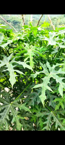 Daun gedi atau pepaya lalapan 500 gram