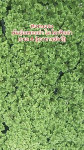 แหนแดง พันธุ์อะซอลล่า ไมโครฟิลล่า (บรรจุ 250 กรัม)แหนการเกษตร