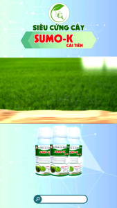 SUMO K Cải Tiến CHAI 500ML PHUN CHO 1HA-  ĐIỀU HÒA SINH TRƯỞNG TỐI ƯU CỨNG CÂY CHỐNG ĐỖ NGÃ GIÚP LÚA CỨNG CÂY CHỐNG ĐỖ NGÃ RA RỄ MẠNH NỞ BỤI XANH LÁĐỨNG LÁ TĂNG NĂNG SUẤT CÂY TRỒNG