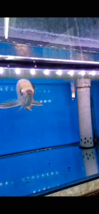 HIGHBACK RED TAIL AROWANA/高背红尾金鱼(9-10inci) NEXTDAY DELIVERY