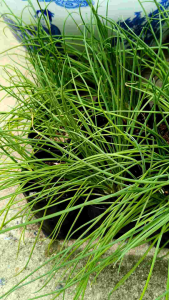 ต้นหอมบั่วเลย แบบไม่มีดอกไม่ลงหัว organic