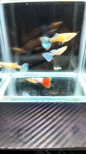 (孔雀鱼)天空蓝 1对 天空红 1对 1套2对 (Guppy) Sky blue 1 pair Sky red 1 pair 1 set 2 pairs