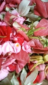 Bunga 3 rupa di petik dadakan bunga kenanggabunga seindahbunga kertas