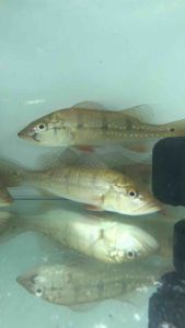 Speckled Peacock Bass/Cichla Temenesis/Readystock/Freshwater/OrnamentalFish