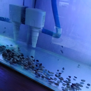 Hiasan Akuarium Ornamen Batu Pancawarna Pilihan