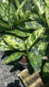 🍃💰ต้นเศรษฐีเรือนทอง :: Leopard Lily เป็นไม้ประดับใบสวย ต้นไม้มงคลที่เด่นในเรื่องของเงินทอง  ความมั่งคั่ง บ้านใดที่ปลูกต้นเศรษฐีเรือนทองเอาไว้ จะส่งเสริมโชค เสริมดวง ไม่ขัดสนเรื่องเงินทอง ค้าขายร่ำรวย พร้อมกระถาง 9 นิ้ว ต้นสูง  #เศรษฐีเรือนทอง  การดูแล :